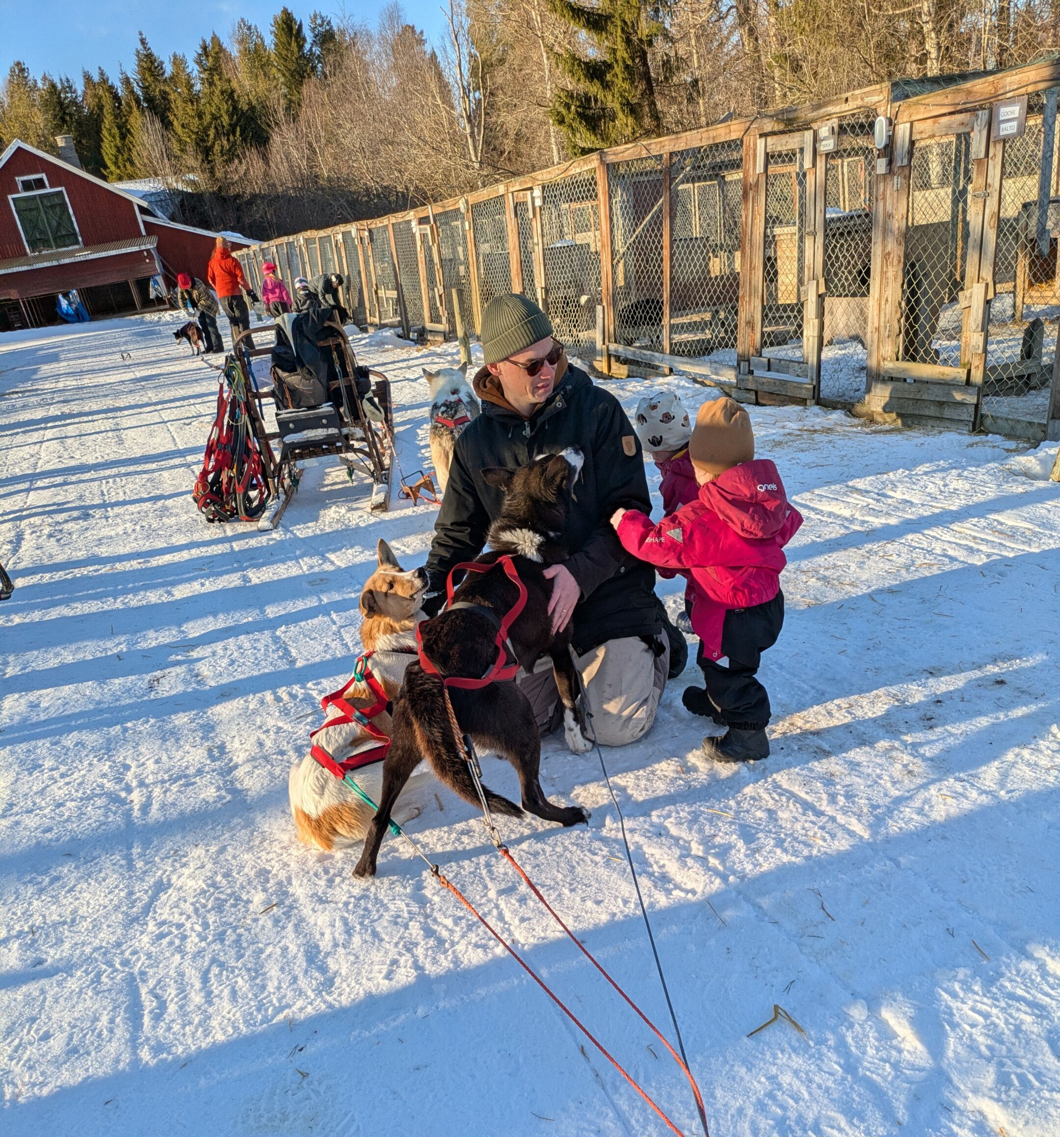 Hondenslee tour met huskies en jonge kinderen met de honden na de tour