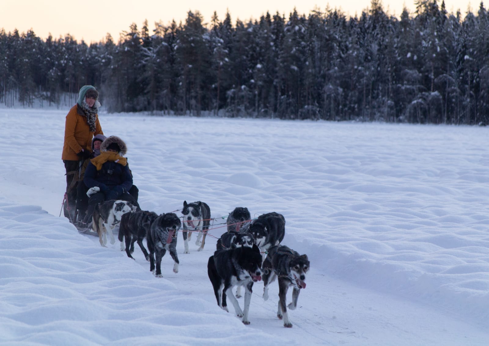 Huskies die een slee trekken tijdens een sledehondentocht bij Direct North Travel